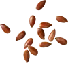 flax-seed