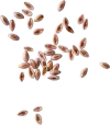 psyllium-seed