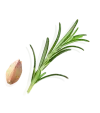 knoflookrozemarijn